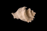 藏品(芬氏花仙螺)的圖片